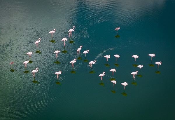 Foto - Türkiye’de gözlerini açan flamingoların göç hazırlığı