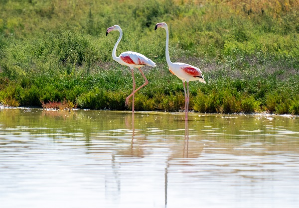 Foto - Türkiye’de gözlerini açan flamingoların göç hazırlığı