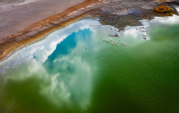 Foto - Türkiye’de gözlerini açan flamingoların göç hazırlığı