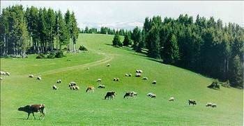 Foto - Türkiye'de hangi şehirde hangi takımın taraftarı daha fazla?