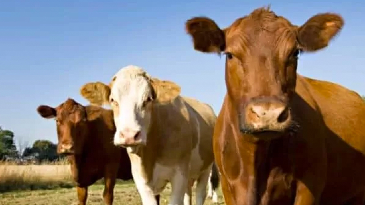 Foto - Türkiye'de hayvancılık bitti diyen içimizdeki 'büyükbaş'lara gelsin! Çok dikkatli okuyun ama olur mu?!