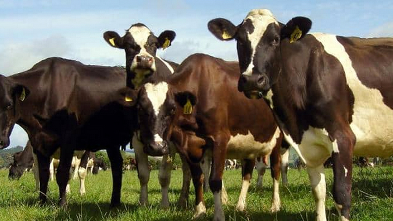 Foto - Türkiye'de hayvancılık bitti diyen içimizdeki 'büyükbaş'lara gelsin! Çok dikkatli okuyun ama olur mu?!