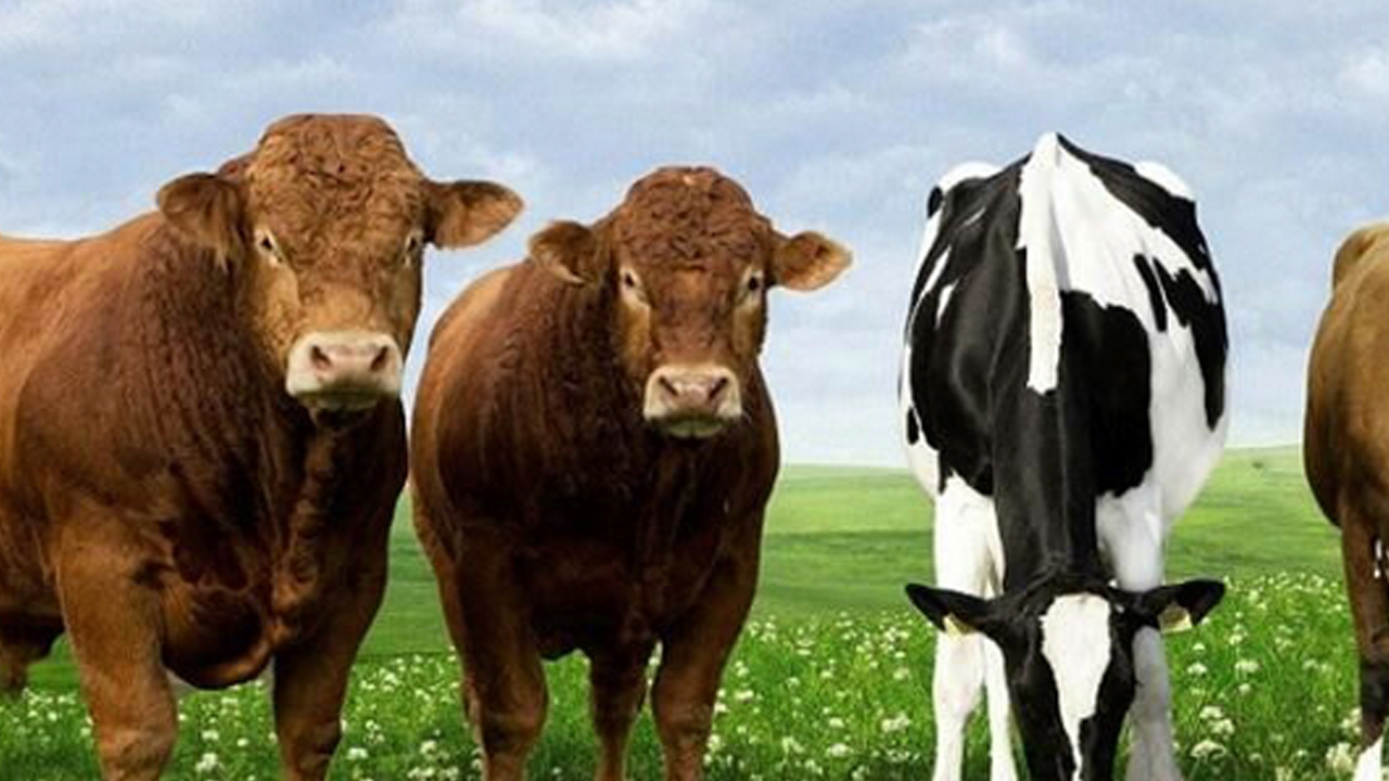 Türkiye'de hayvancılık bitti diyen içimizdeki 'büyükbaş'lara gelsin! Çok dikkatli okuyun ama olur mu?!