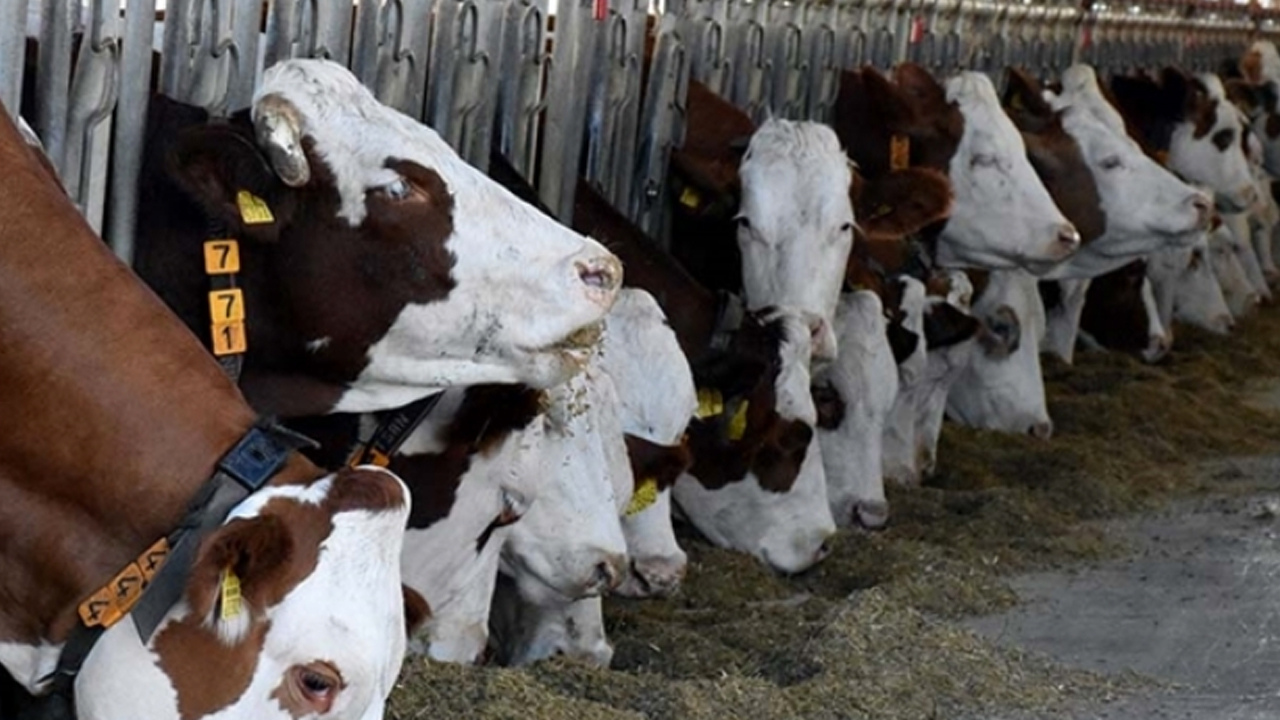 Foto - Türkiye'de hayvancılık bitti diyen içimizdeki 'büyükbaş'lara gelsin! Çok dikkatli okuyun ama olur mu?!