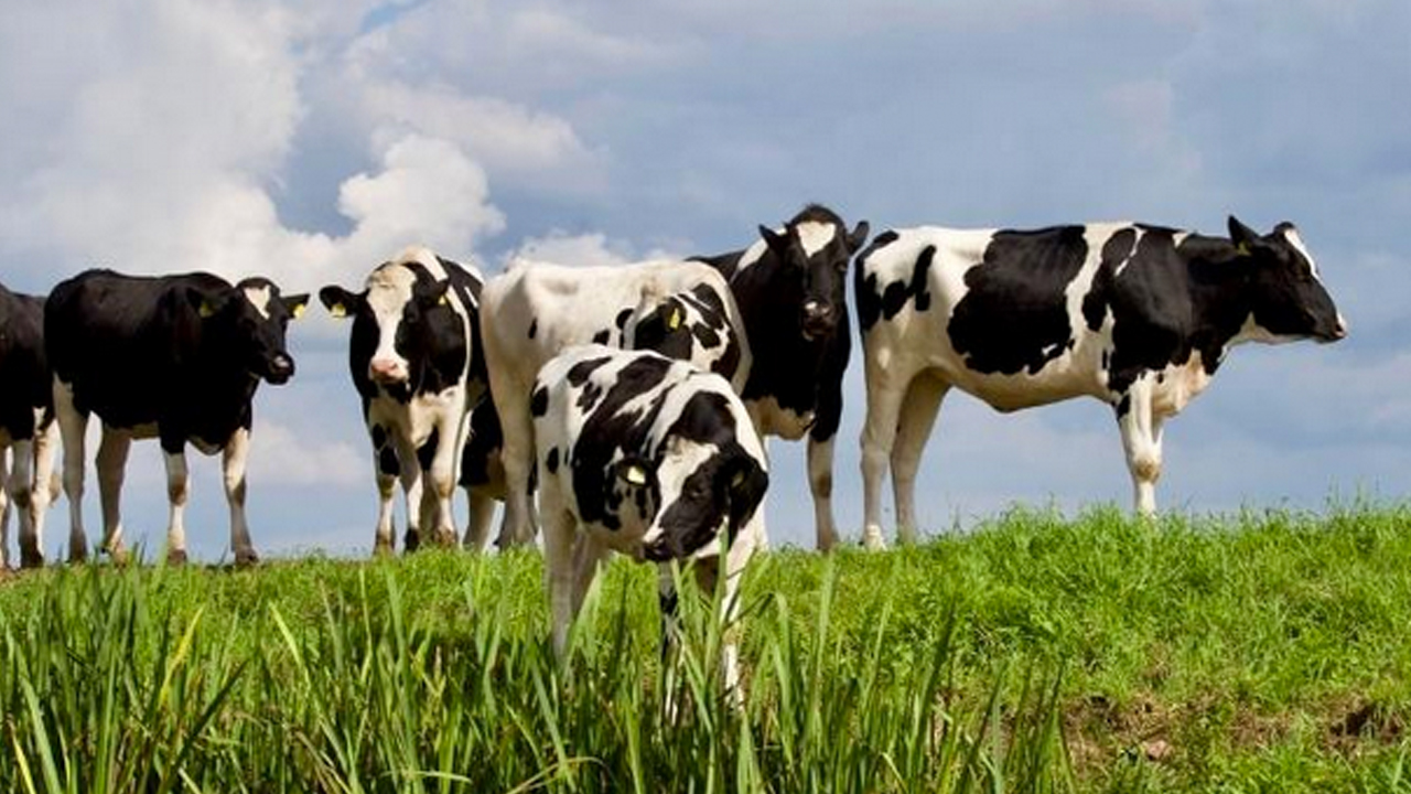 Foto - Türkiye'de hayvancılık bitti diyen içimizdeki 'büyükbaş'lara gelsin! Çok dikkatli okuyun ama olur mu?!