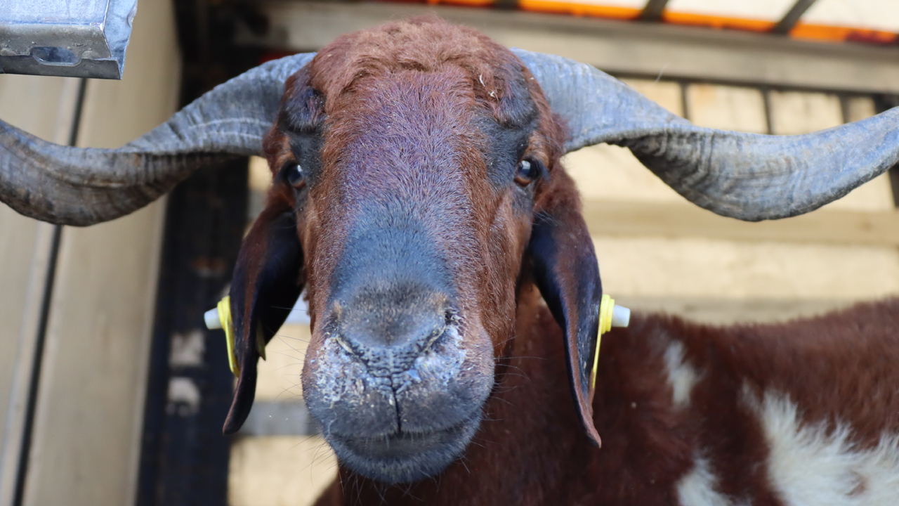 Foto - Türkiye'de hayvancılık bitti diyen içimizdeki 'büyükbaş'lara gelsin! Çok dikkatli okuyun ama olur mu?!