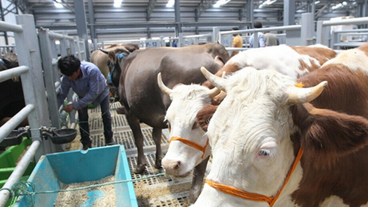 Foto - Türkiye'de hayvancılık bitti diyen içimizdeki 'büyükbaş'lara gelsin! Çok dikkatli okuyun ama olur mu?!