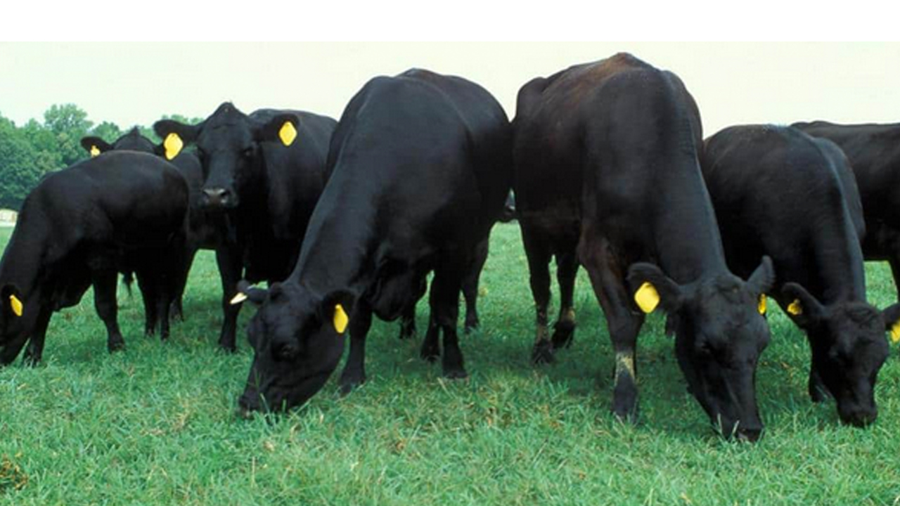 Foto - Türkiye'de hayvancılık bitti diyen içimizdeki 'büyükbaş'lara gelsin! Çok dikkatli okuyun ama olur mu?!