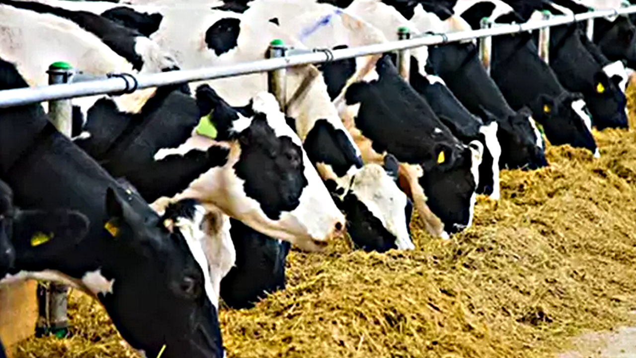 Foto - Türkiye'de hayvancılık bitti diyen içimizdeki 'büyükbaş'lara gelsin! Çok dikkatli okuyun ama olur mu?!