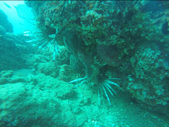 Foto - Türkiye'de her yeri istila ettiler: Sakın temas etmeyin