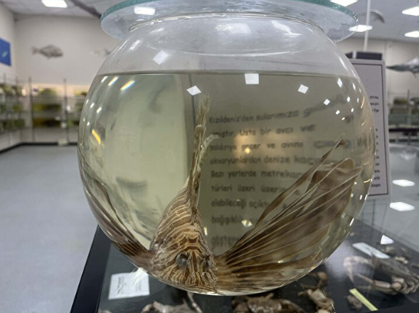 Foto - Türkiye'de her yeri istila ettiler: Sakın temas etmeyin