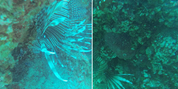 Türkiye'de her yeri istila ettiler: Sakın temas etmeyin