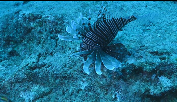 Foto - Türkiye'de her yeri istila ettiler: Sakın temas etmeyin