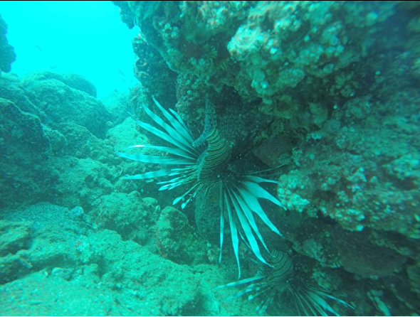 Foto - Türkiye'de her yeri istila ettiler: Sakın temas etmeyin