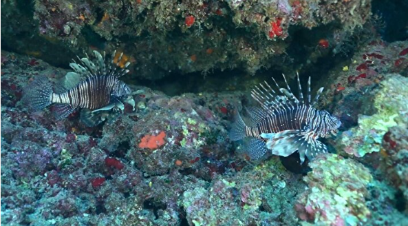 Foto - Türkiye'de her yeri istila ettiler: Sakın temas etmeyin