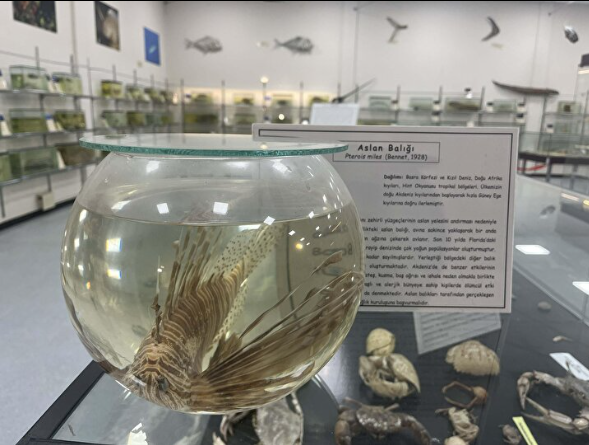 Foto - Türkiye'de her yeri istila ettiler: Sakın temas etmeyin