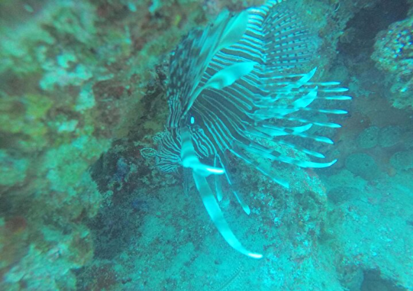 Foto - Türkiye'de her yeri istila ettiler: Sakın temas etmeyin