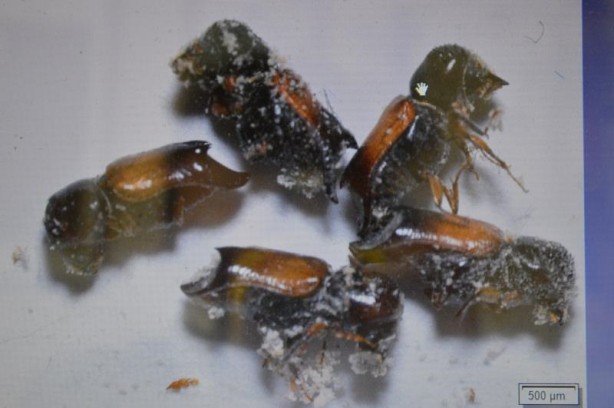 Foto - Türkiye'de ilk defa tespit edildi: Kın kanatlı böcek