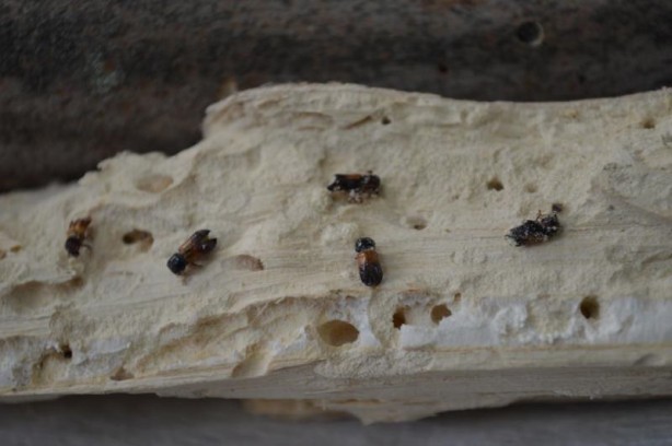 Foto - Türkiye'de ilk defa tespit edildi: Kın kanatlı böcek