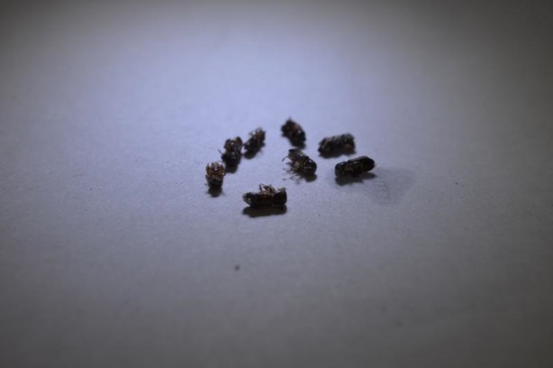 Türkiye'de ilk defa tespit edildi: Kın kanatlı böcek