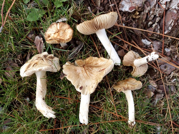 Foto - Türkiye'de keşfedildi! Tüm dünyaya duyuruldu