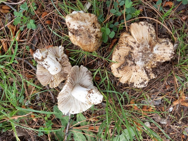 Foto - Türkiye'de keşfedildi! Tüm dünyaya duyuruldu