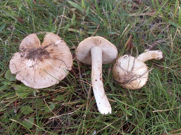 Foto - Türkiye'de keşfedildi! Tüm dünyaya duyuruldu