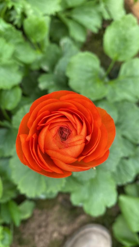 Foto - Türkiye'de kimse bunu yetiştirmeye cesaret edemiyor! Almanya ve Hollanda peşinde