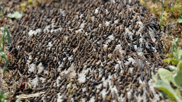 Foto - Türkiye'de korkutan istila! Yüksek tepelerden milyonlarcası geldi