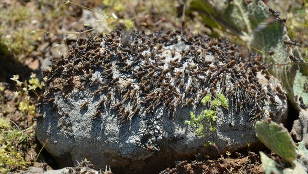 Foto - Türkiye'de korkutan istila! Yüksek tepelerden milyonlarcası geldi