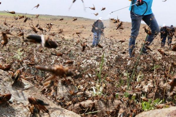 Foto - Türkiye'de korkutan istila! Yüksek tepelerden milyonlarcası geldi