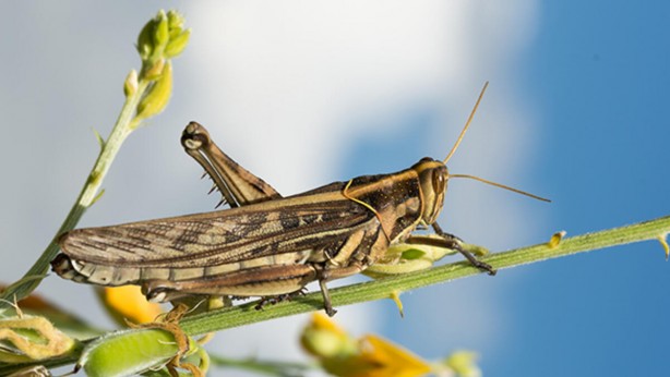 Foto - Türkiye'de korkutan istila! Yüksek tepelerden milyonlarcası geldi