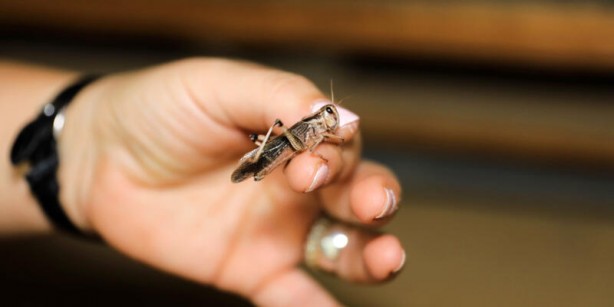 Foto - Türkiye'de korkutan istila! Yüksek tepelerden milyonlarcası geldi