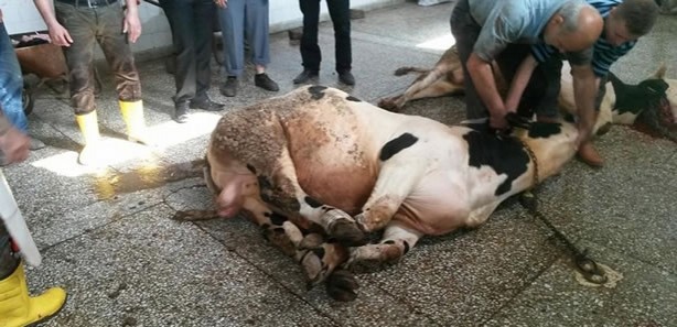 Foto - Türkiye'de Kurban Bayramları'nda ortalama kaç kurban kesiliyor? İşte kurban istatistikleri
