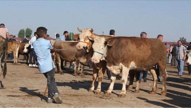 Foto - Türkiye'de Kurban Bayramları'nda ortalama kaç kurban kesiliyor? İşte kurban istatistikleri