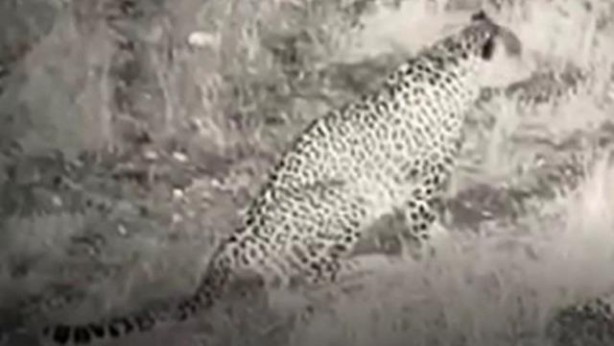 Foto - Türkiye'de leopar heyecanı! 3 ülkeye sınırı olan ilimizde görüldü