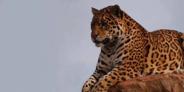 Türkiye'de leopar heyecanı! 3 ülkeye sınırı olan ilimizde görüldü