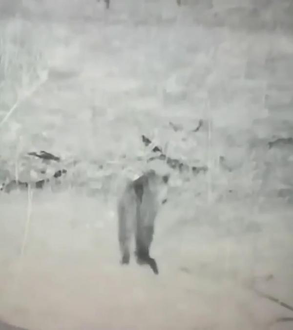 Foto - Türkiye'de leopar heyecanı! 3 ülkeye sınırı olan ilimizde görüldü