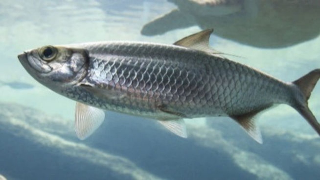 Foto - Türkiye’de milyonlarca kişi düzenli olarak tüketiyor: Sağlığa en zararlı balık türü belli oldu! Çok ama çok şaşıracaksınız