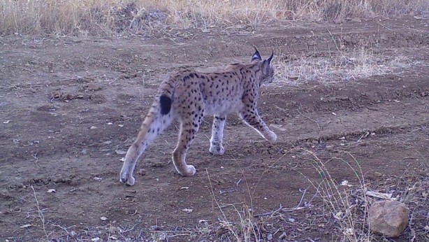 Foto - Türkiye'de 'ormanın hayaleti' görüntülendi