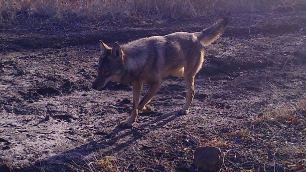 Foto - Türkiye'de 'ormanın hayaleti' görüntülendi