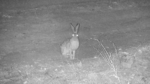 Foto - Türkiye'de 'ormanın hayaleti' görüntülendi