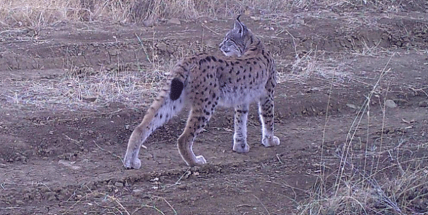 Türkiye'de 'ormanın hayaleti' görüntülendi