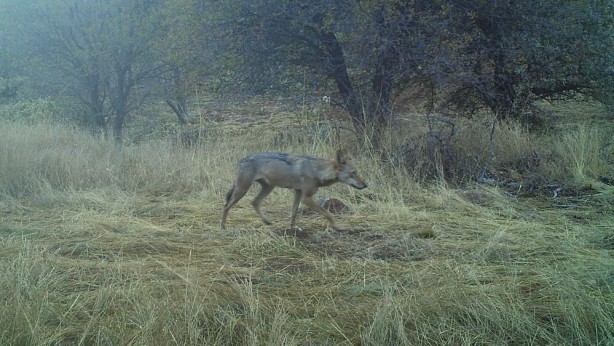Foto - Türkiye'de 'ormanın hayaleti' görüntülendi