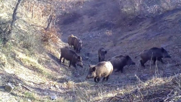Foto - Türkiye'de 'ormanın hayaleti' görüntülendi