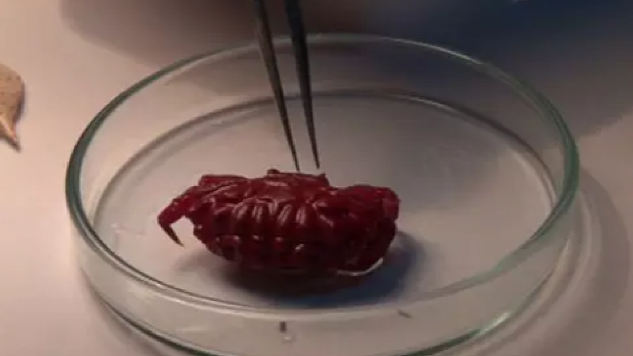 Türkiye'de ilk kez görüldü: Kırmızımsı mor renkte!