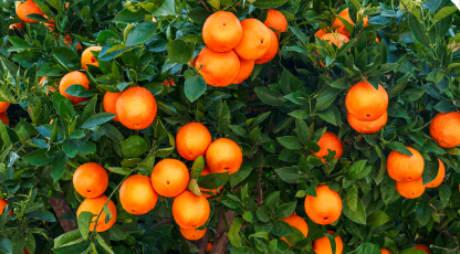Türkiye'de portakal depremi! 'Yandık' desek yeridir