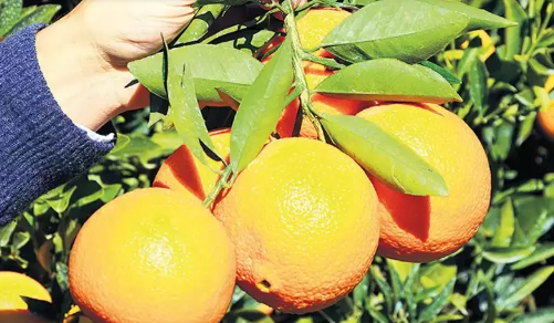 Foto - Türkiye'de portakal depremi! 'Yandık' desek yeridir