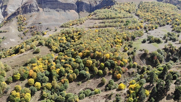 Foto - Türkiye'de sadece bu köyde bulunuyor! Şifa deposu bu gıdanın kilosu 20 bin TL
