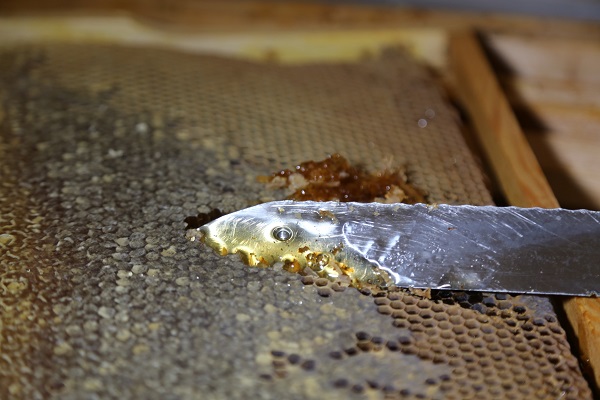 Foto - Türkiye'de sadece bu köyde bulunuyor! Şifa deposu bu gıdanın kilosu 20 bin TL